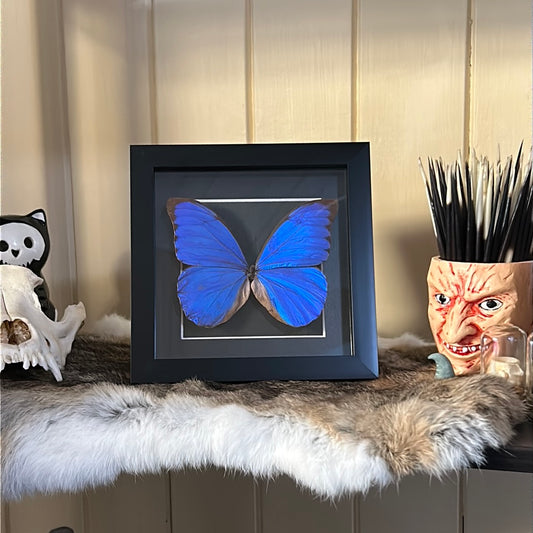 Morpho Butterfly in a frame