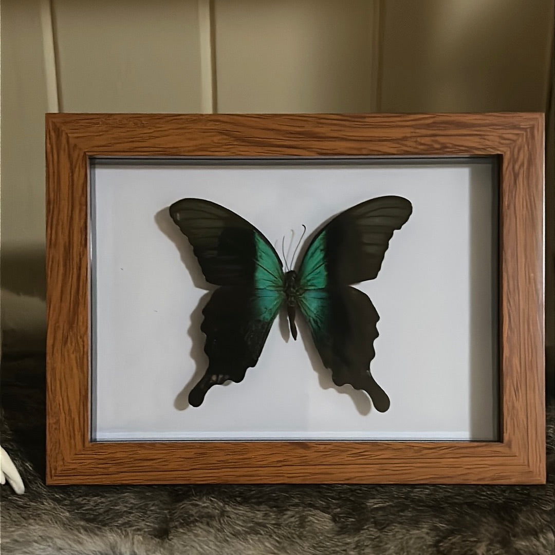 Papilio Peranthus Adamantius Butterfly in a frame