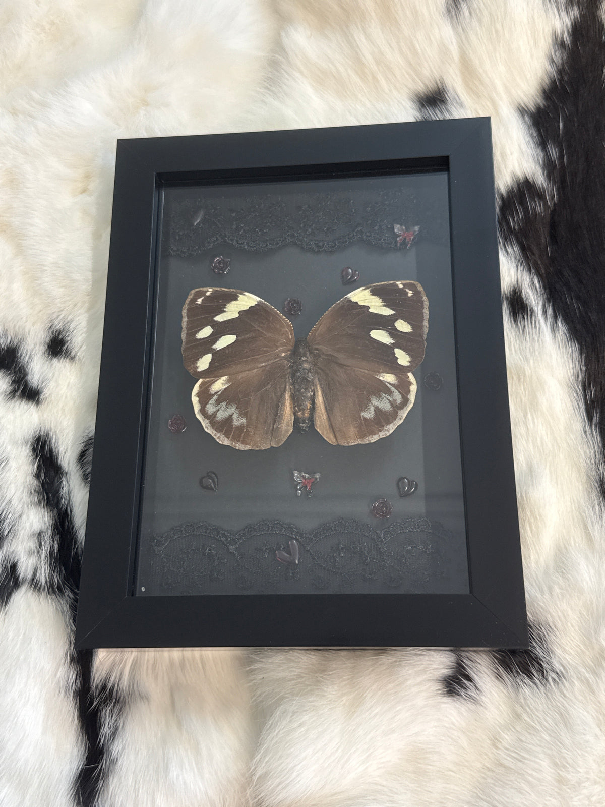 Dynastor Darius Butterfly in a Frame