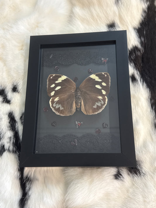 Dynastor Darius Butterfly in a Frame