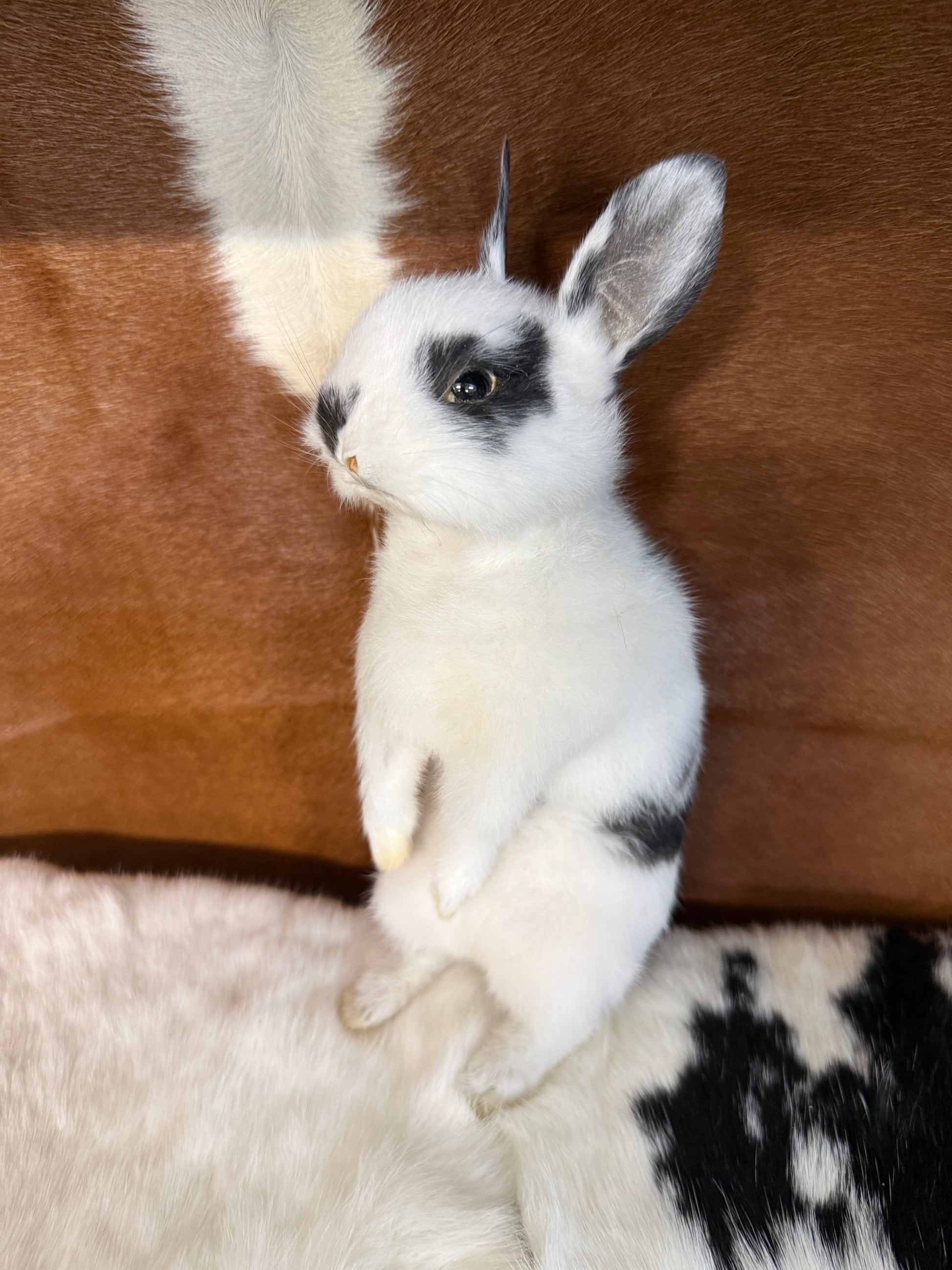 Taxidermy Bunny Mount 'Oleg' - Pumpkin Cat Collectables