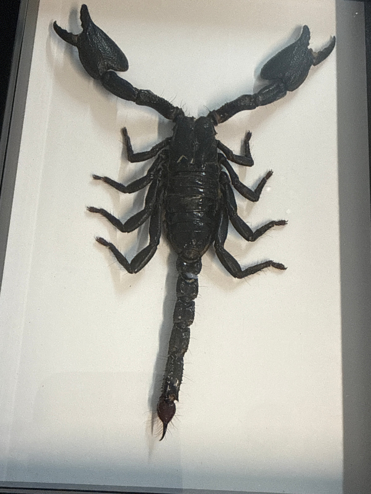 Giant Forrest Scorpion Frame - A2