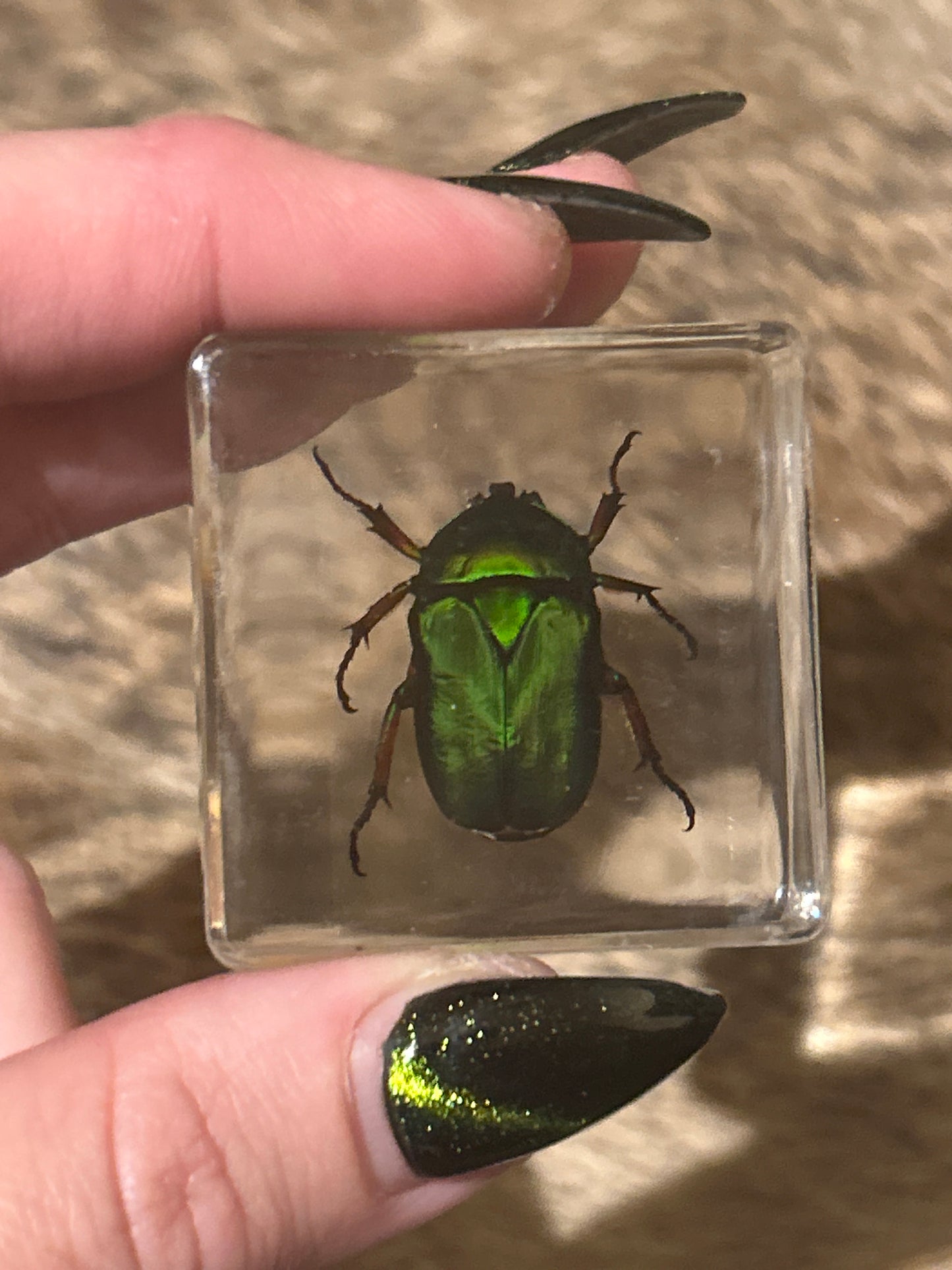 Green Beetle in Resin Block (B)