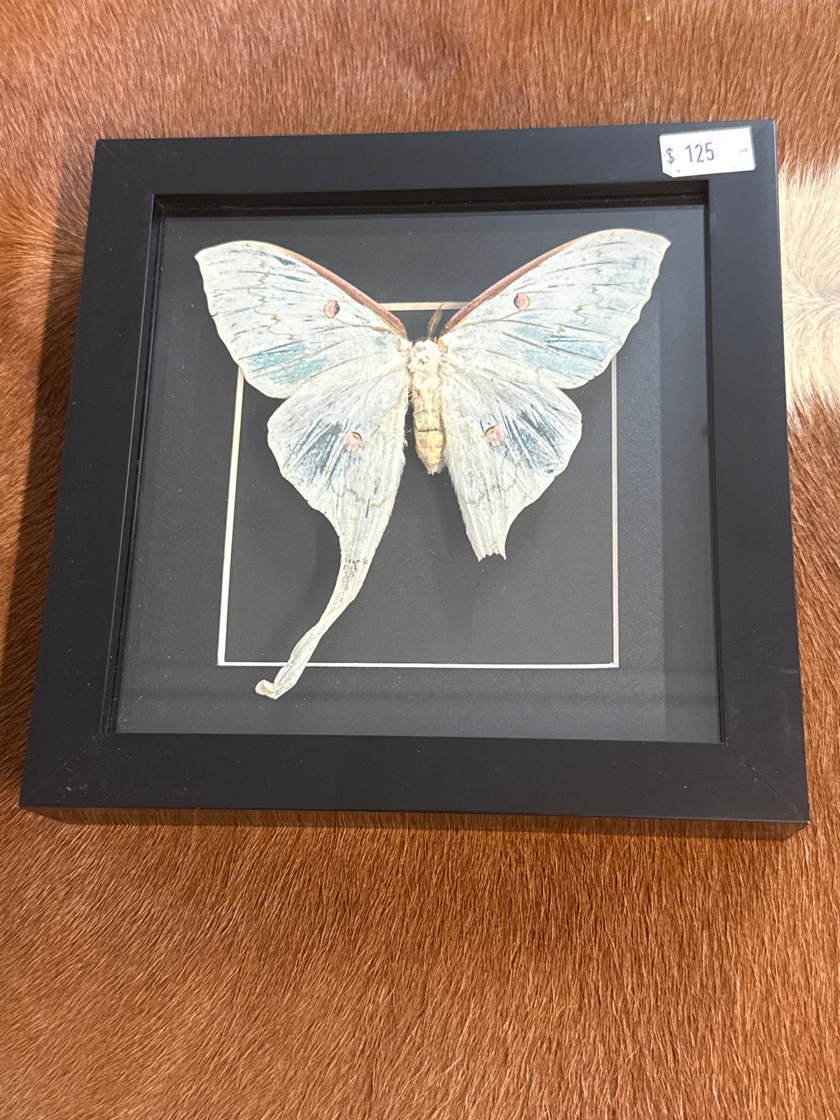 Luna Moth in a Frame