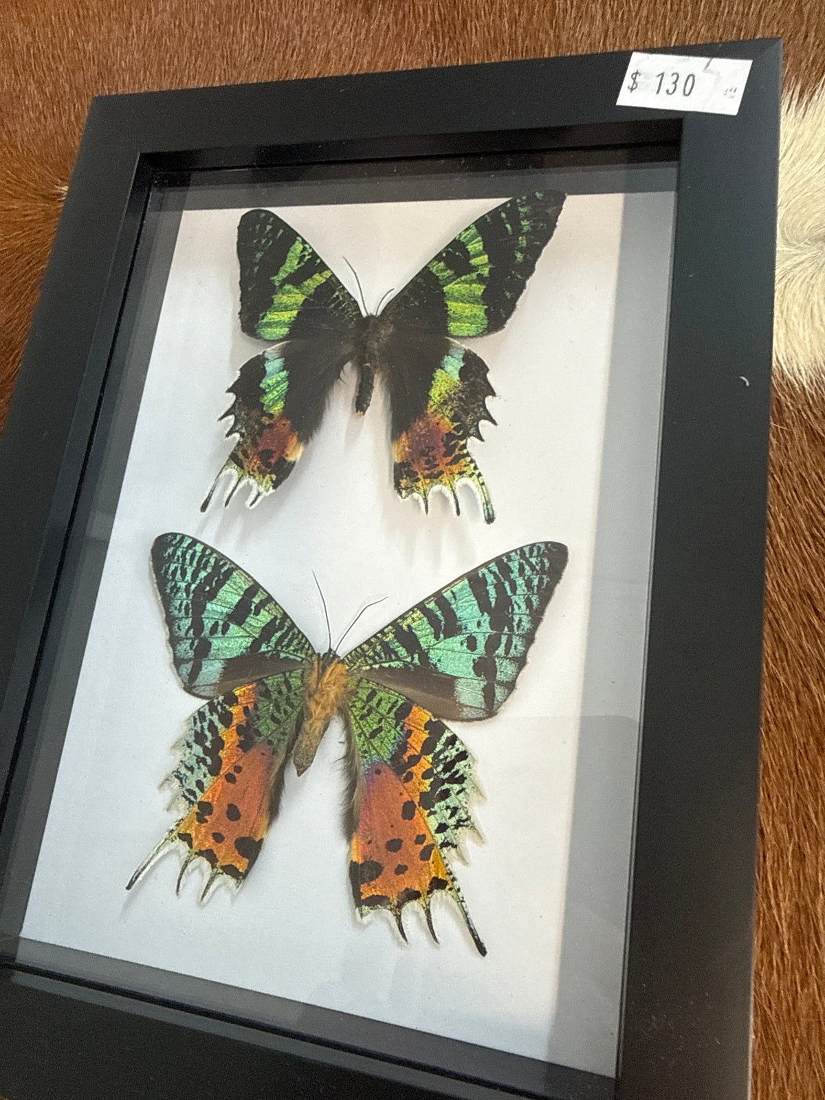 Madagascan Sunset Moth Duo (Urania ripheus) Frame