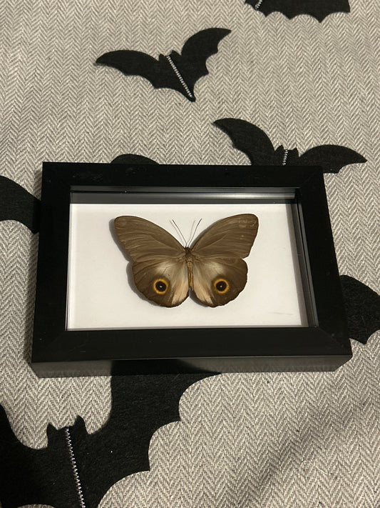 Taenaris urania pandemos butterfly
 frame