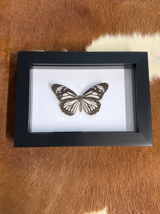 Butterfly frame - minor damage - Pumpkin Cat Collectables