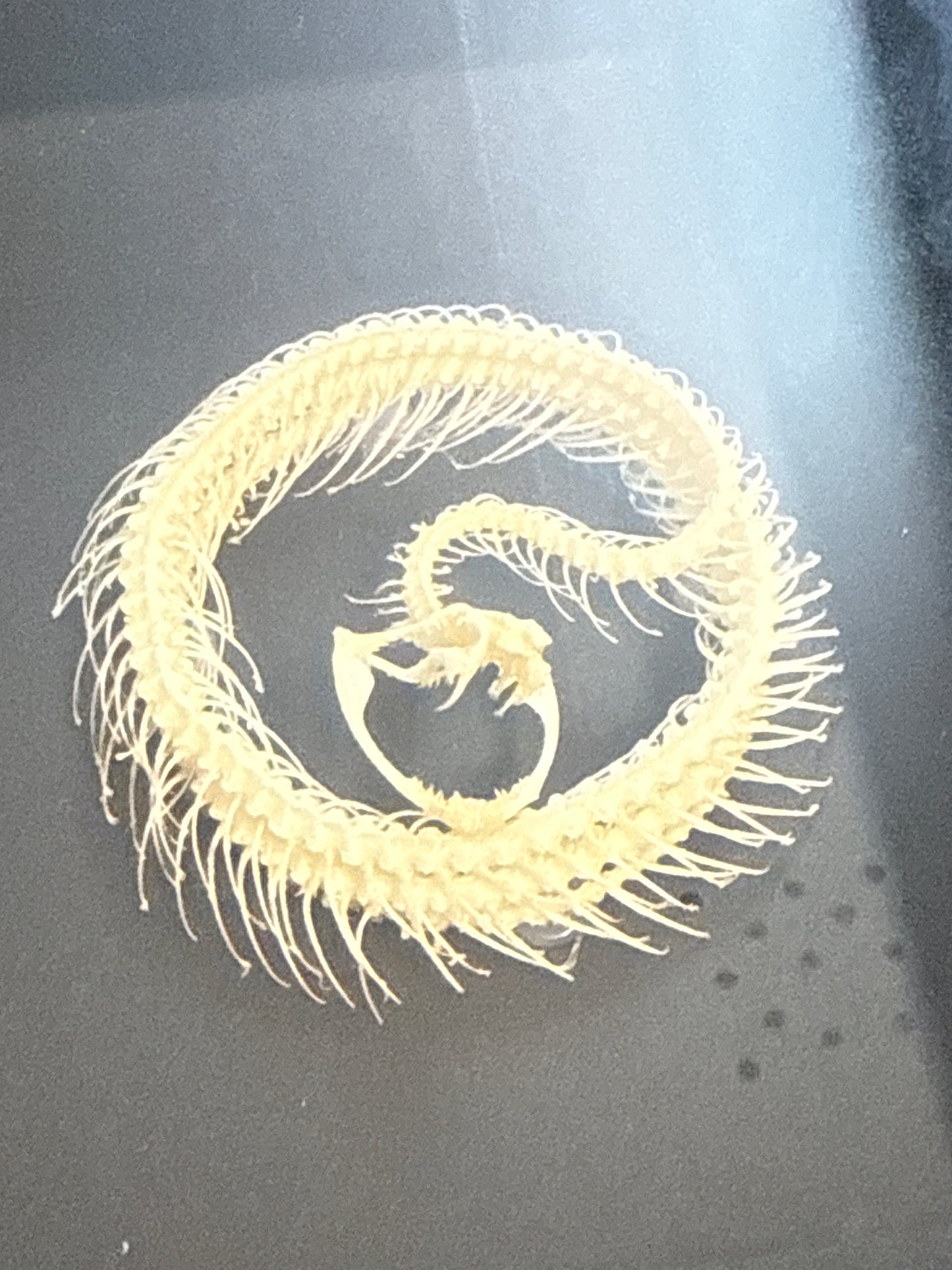 Trimeresurus Albolabris Snake Skeleton in a Frame