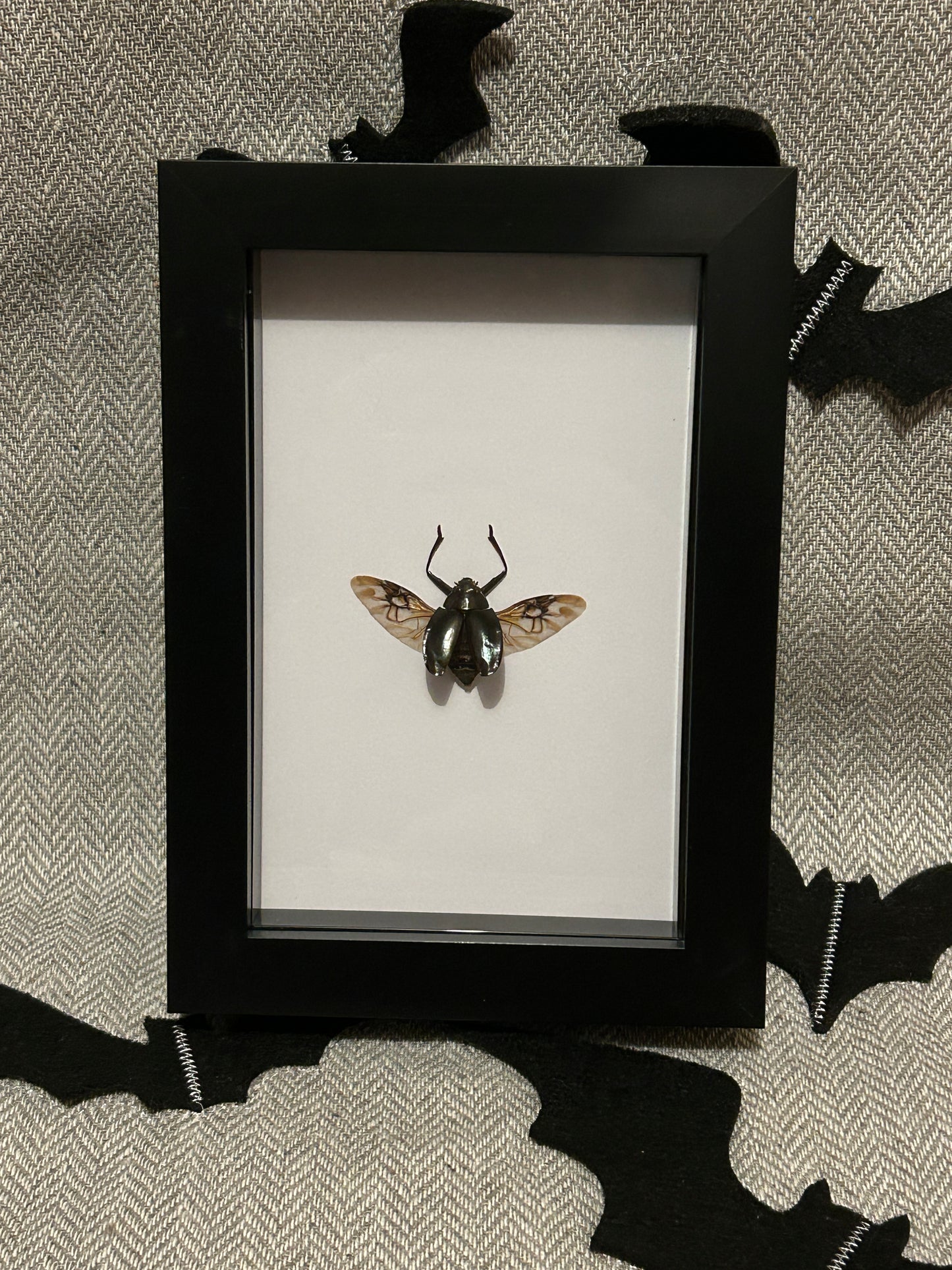 Gyrinidae Beetle in a Frame