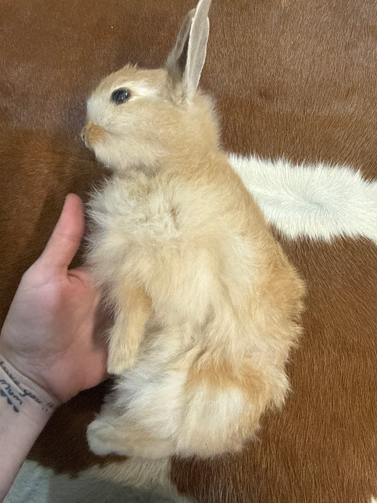 Taxidermy Bunny Mount 'Kali'