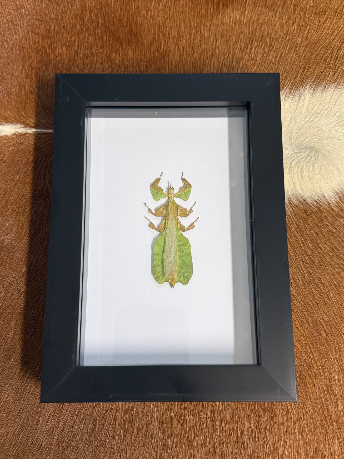 Pulchriphyllium pulchrifolium Leaf Insect (Male) Frame - Pumpkin Cat Collectables