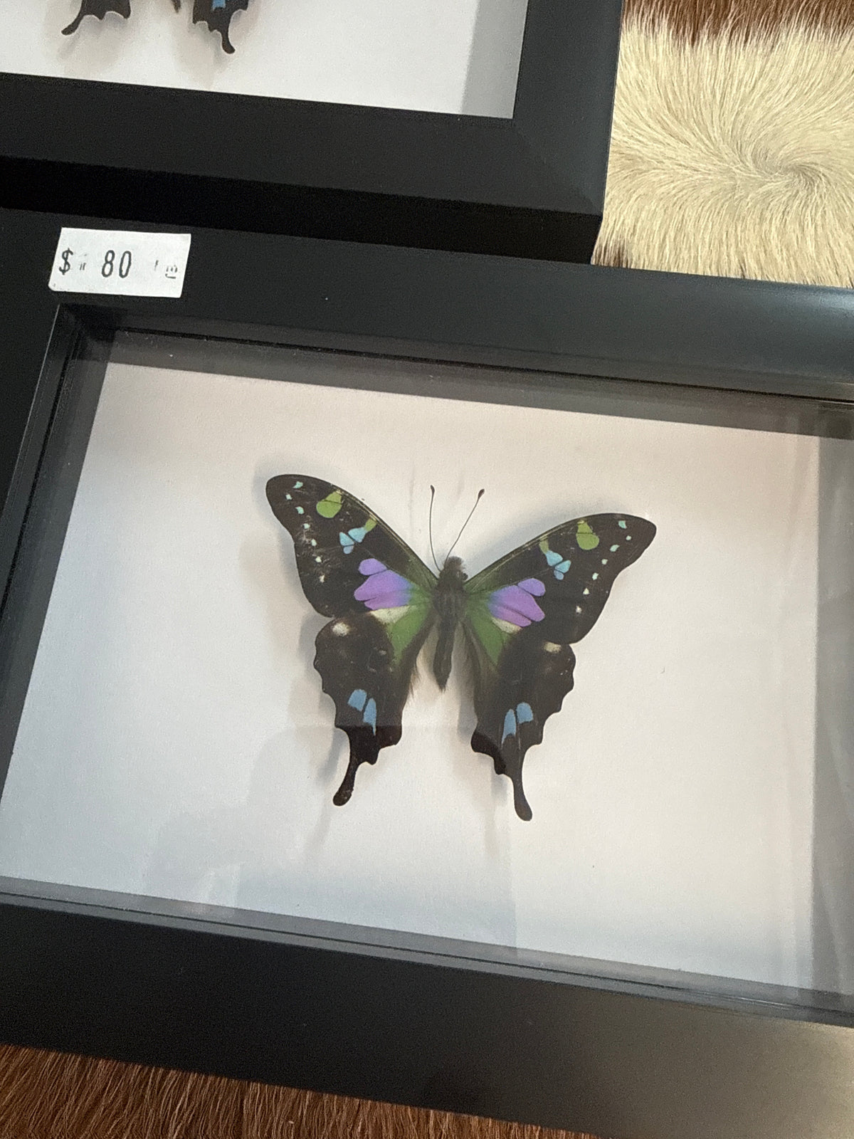 Graphium weiski Butterfly in a Frame