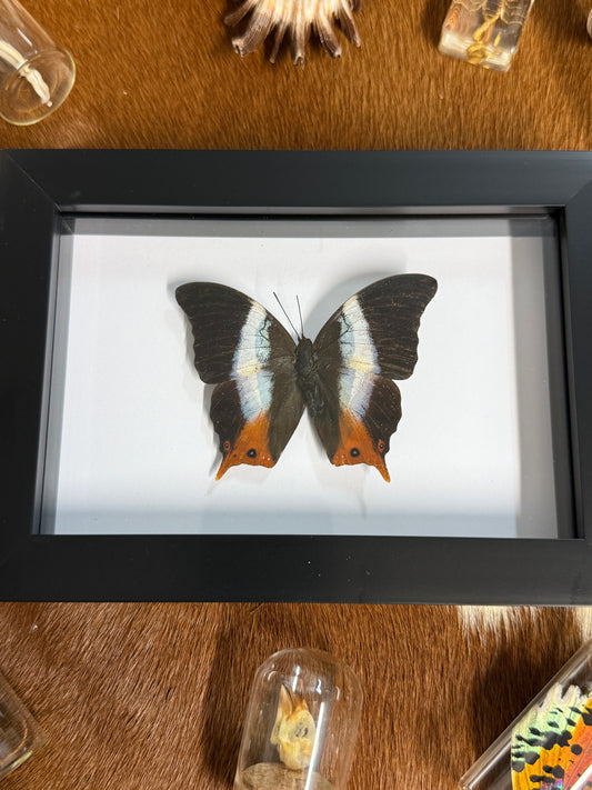 Palla violintes Butterfly Frame