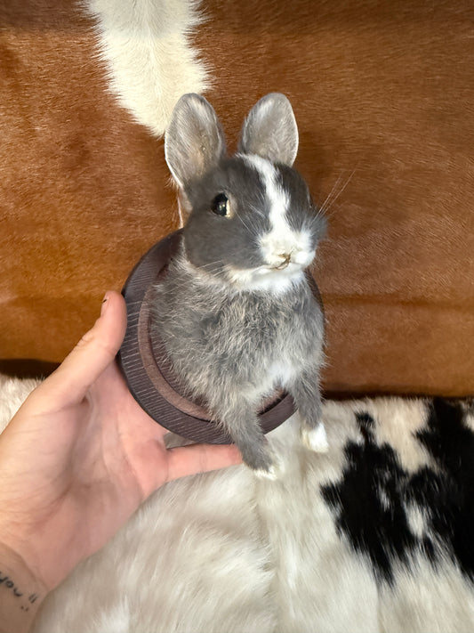 Bunny Bust Wall Mount 'Leela' - Pumpkin Cat Collectables