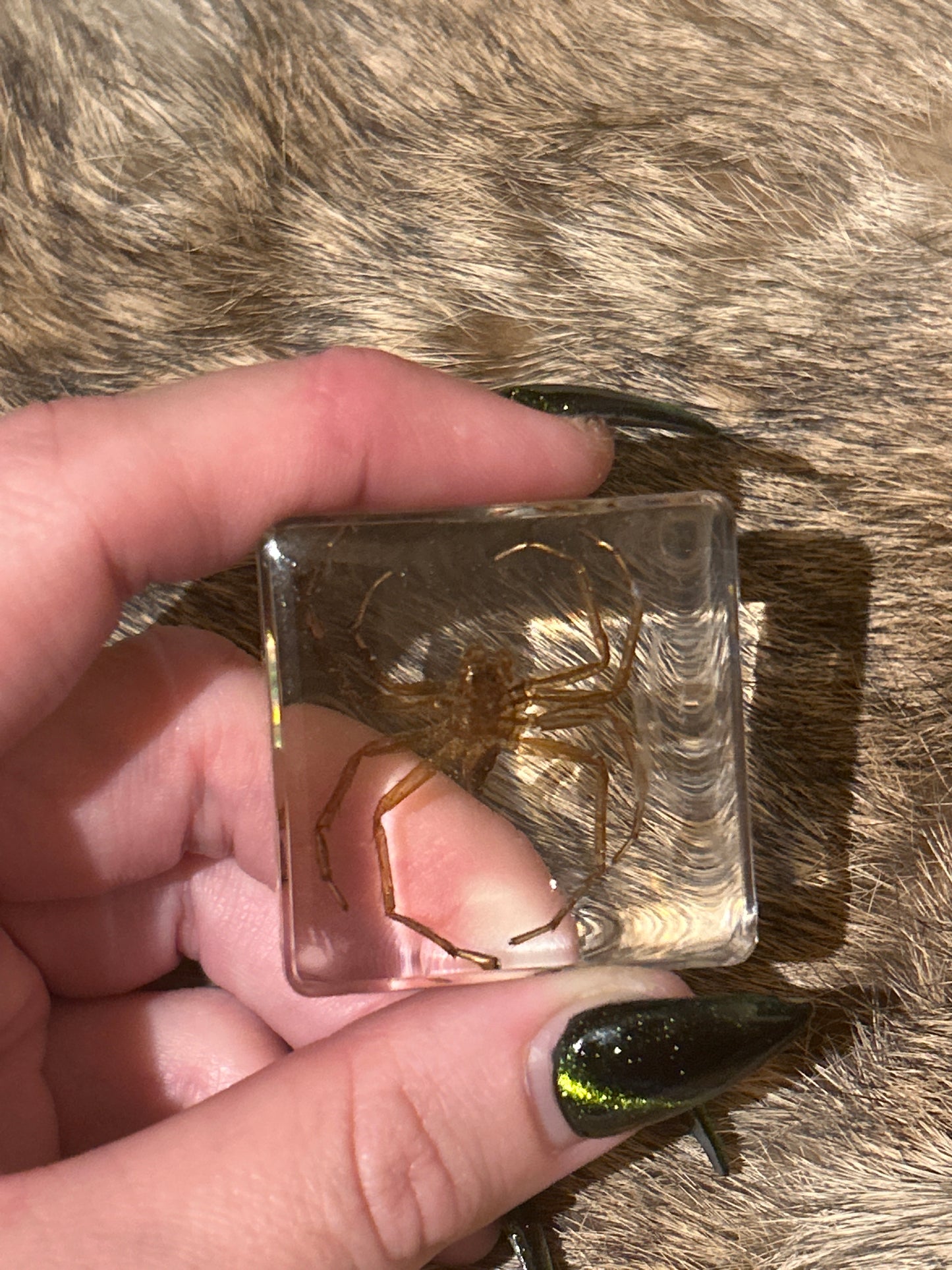 Spider in Resin Block