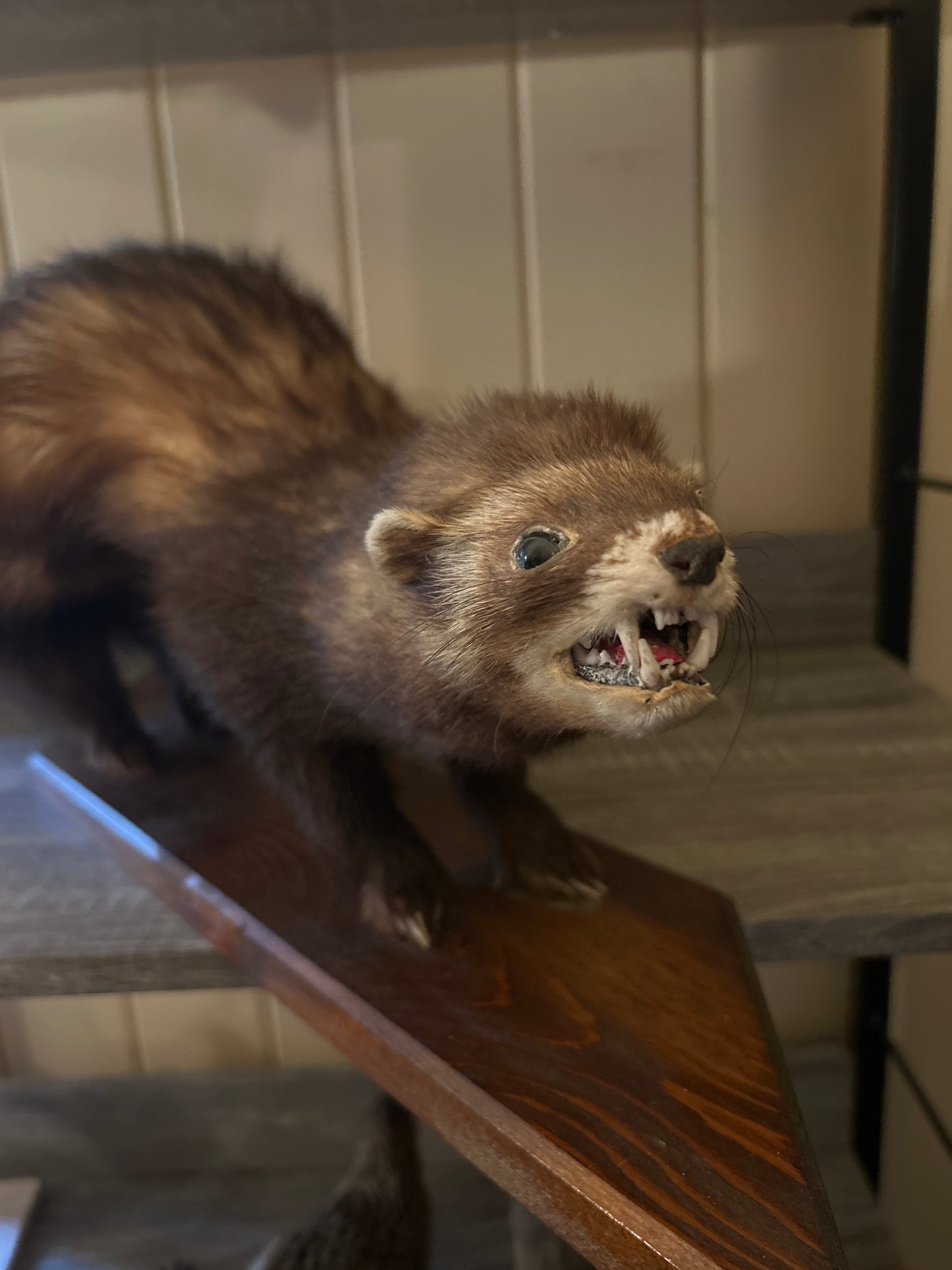 Ferret Taxidermy Mount