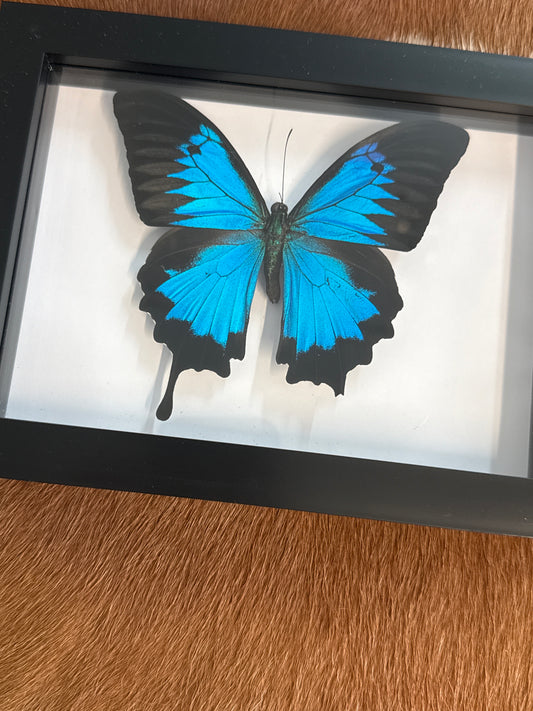 Ulysses Butterfly in a frame A2