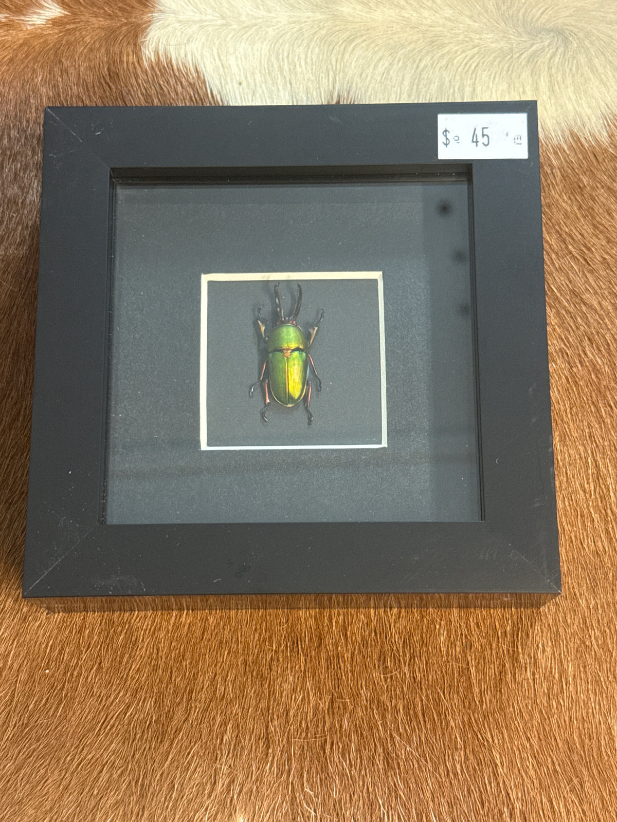 Lamprima adolphinae Beetle Frame