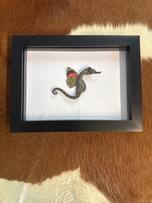 Sea ‘Fairy’ Frame