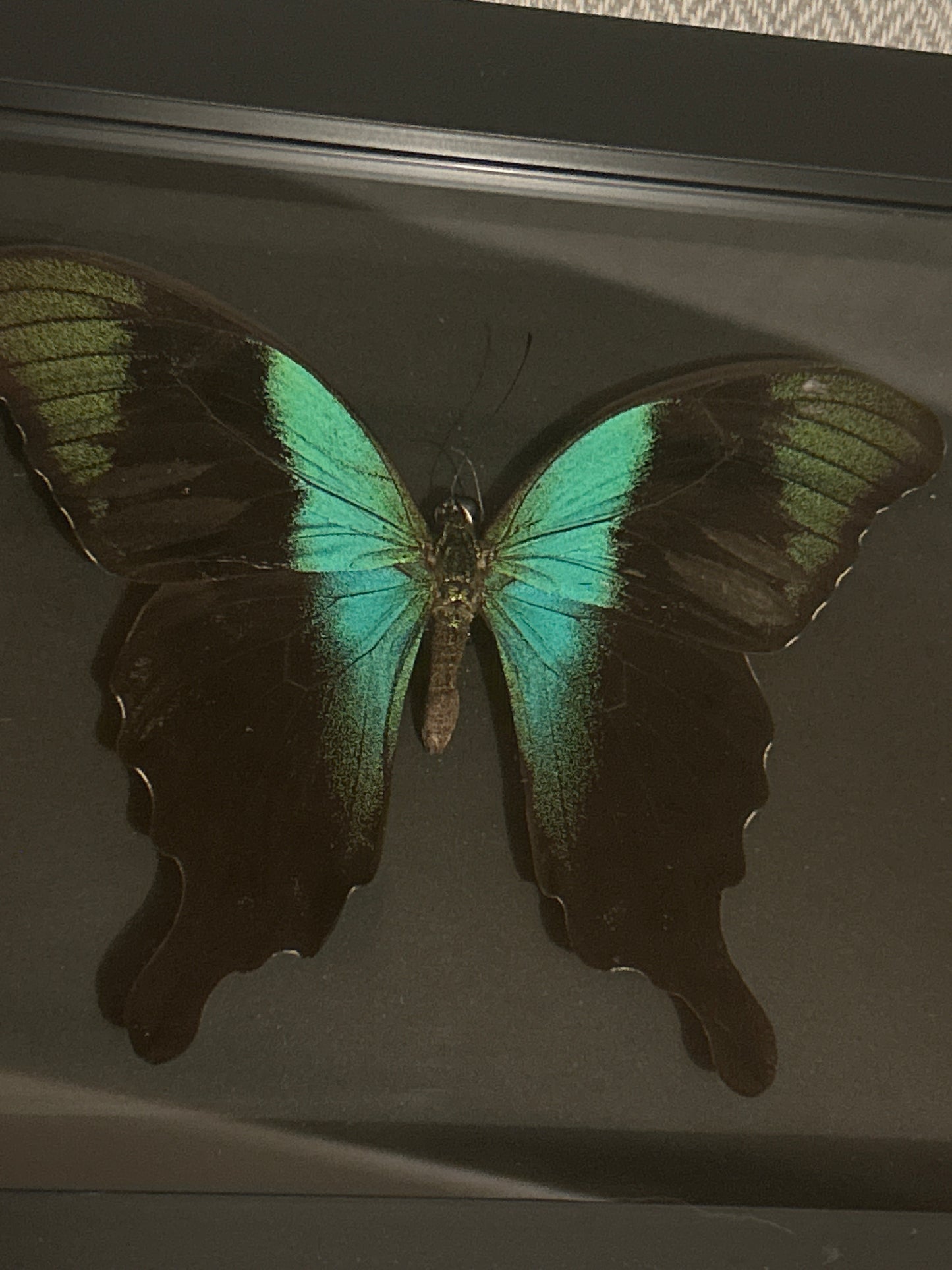 Papilio Peranthus Adamantius Butterfly in a frame