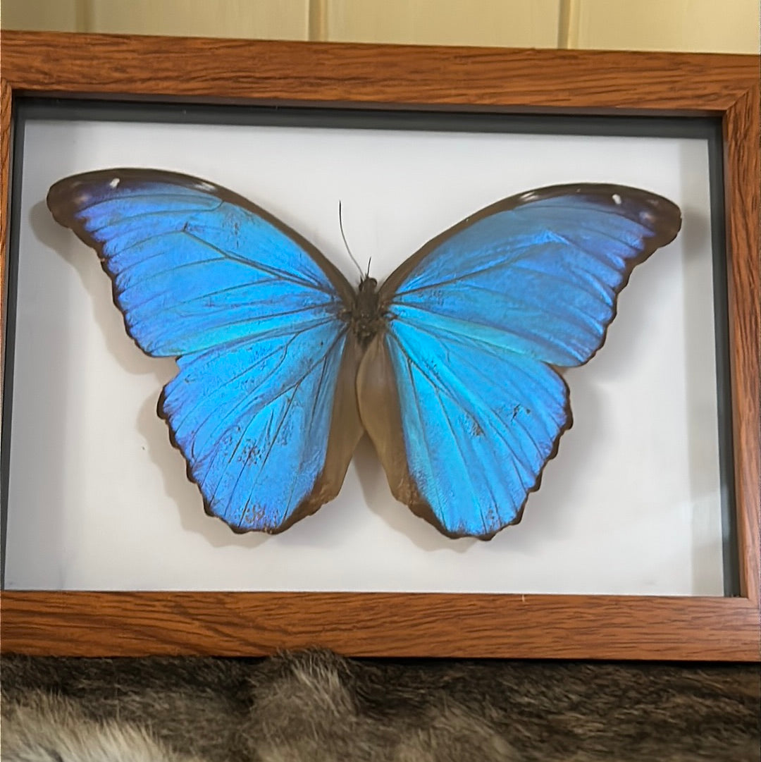 Morpho menelaus Butterfly in a frame