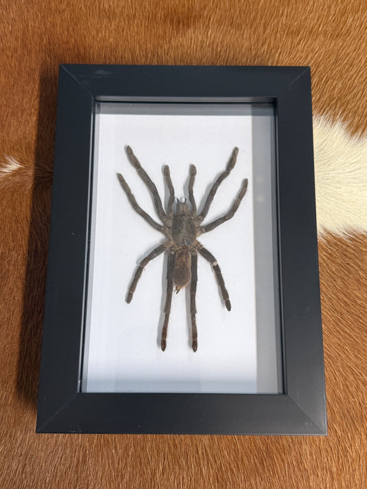Selenocosmia dolichoplectra Tarantula Frame - Pumpkin Cat Collectables