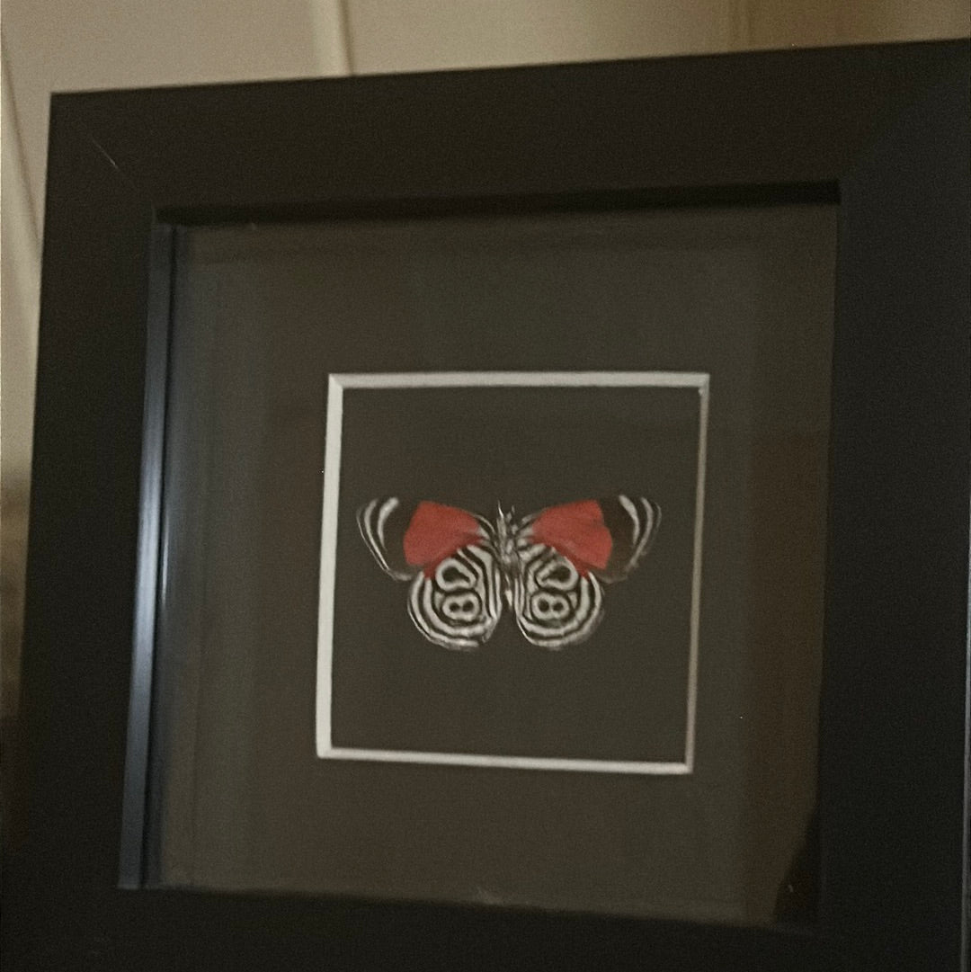 Diaethria clymena Butterfly in a frame