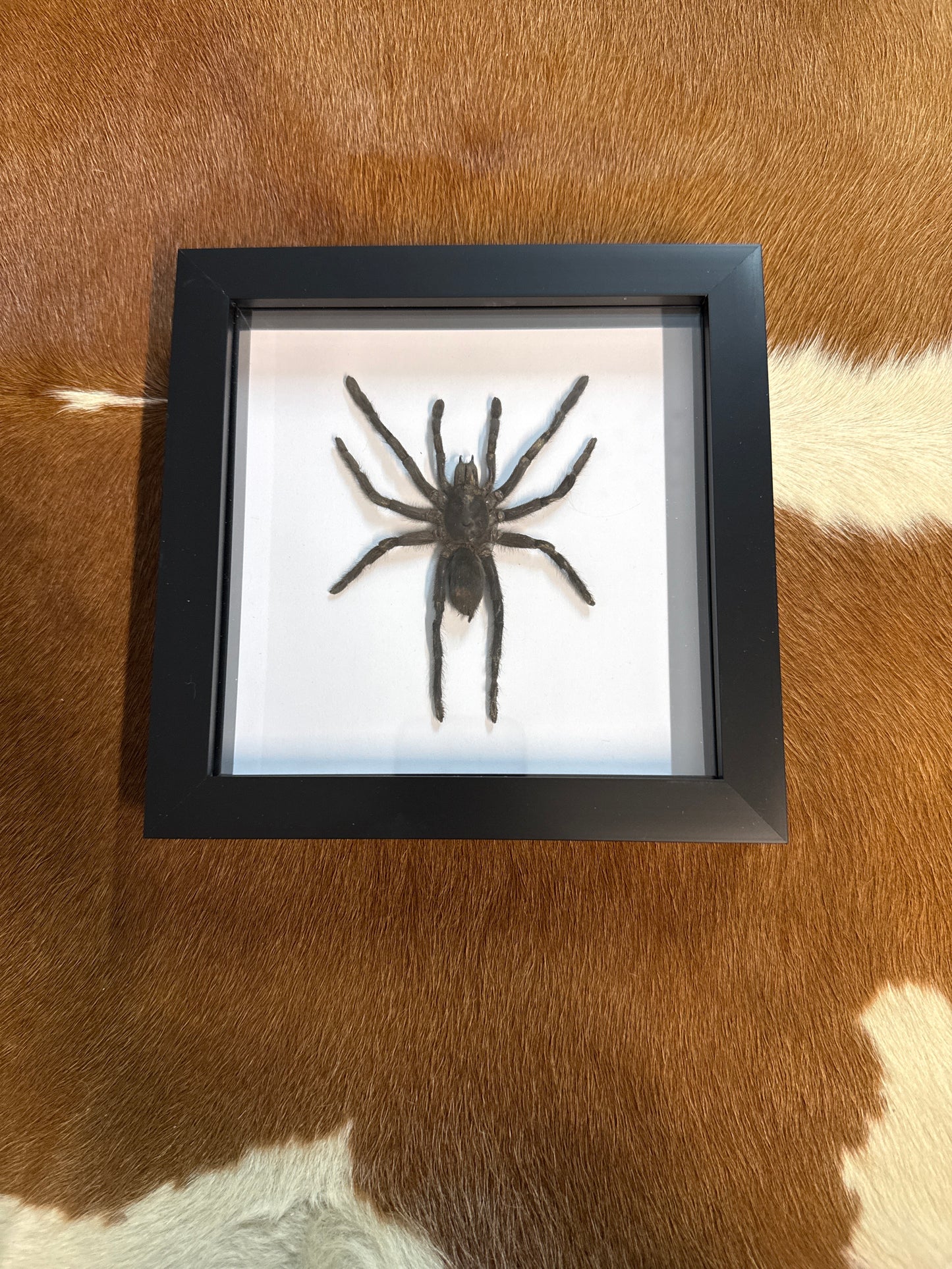 Selenocosmia dolichoplectra Tarantula in a frame