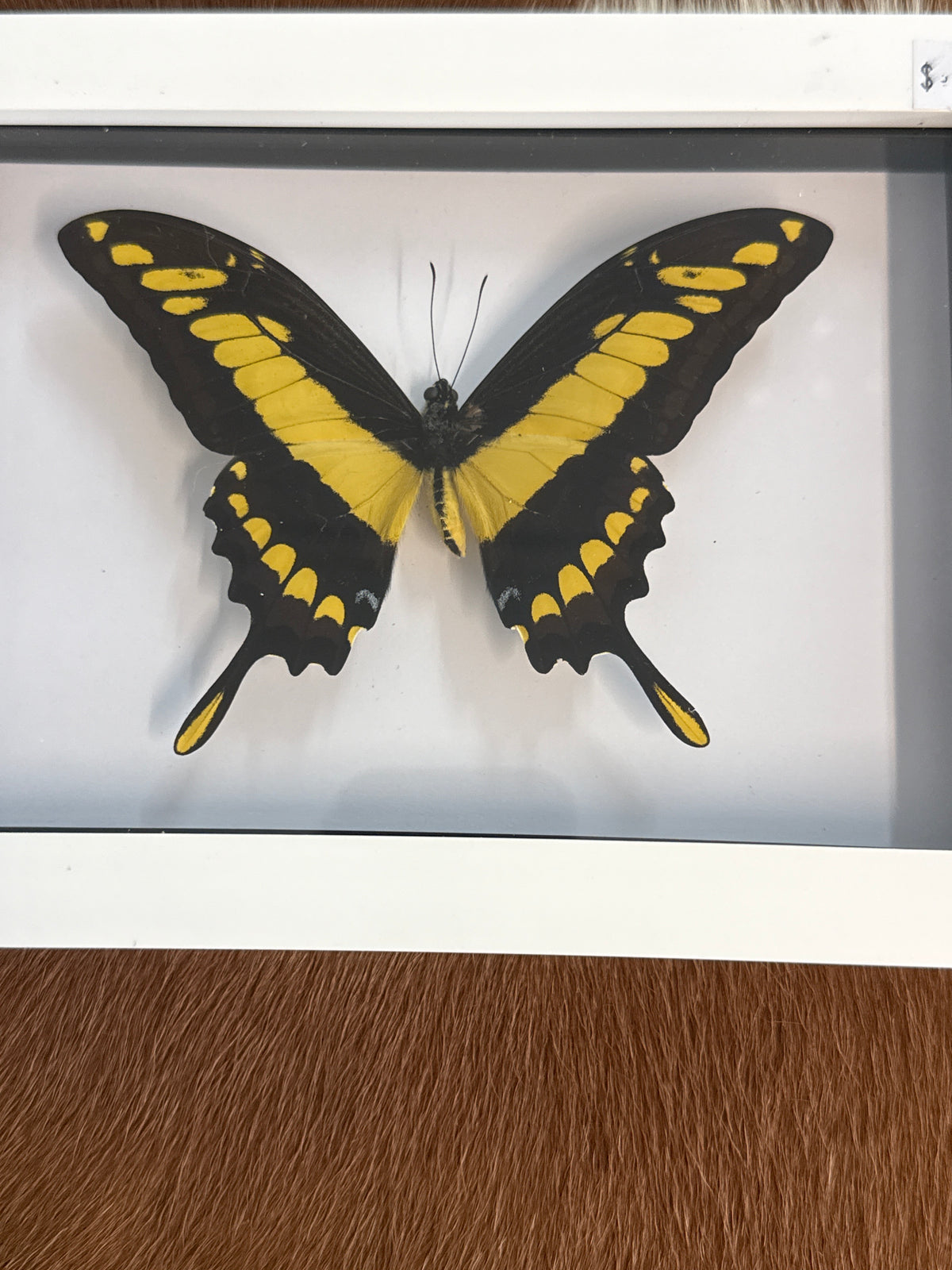 Papilio Thoas Butterfly in a Frame