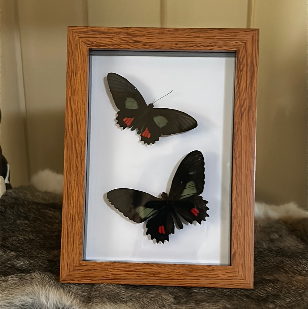 Parides vertumnus Butterfly Duo Frame
