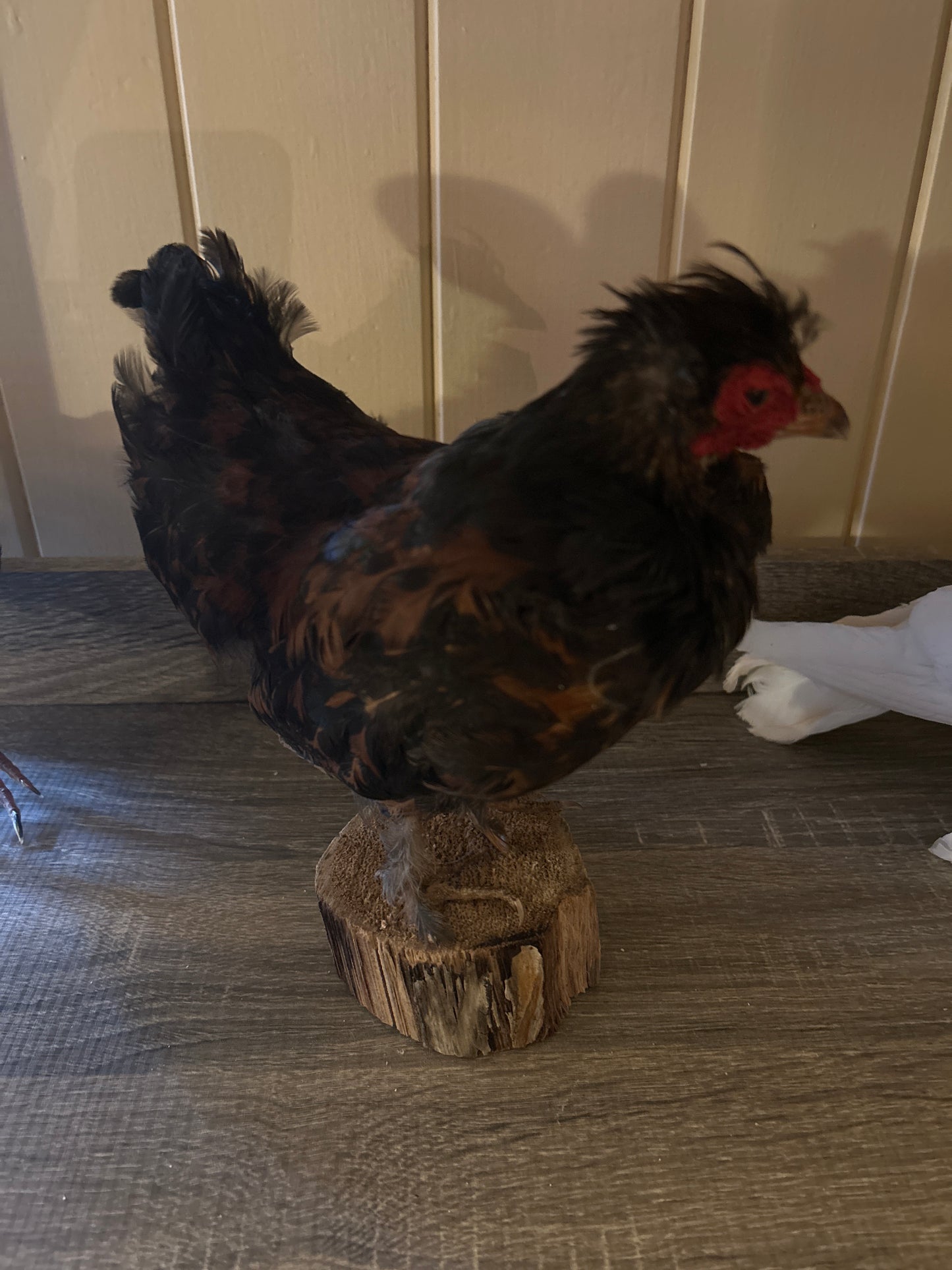 Black & Tan Taxidermy Chicken Mount