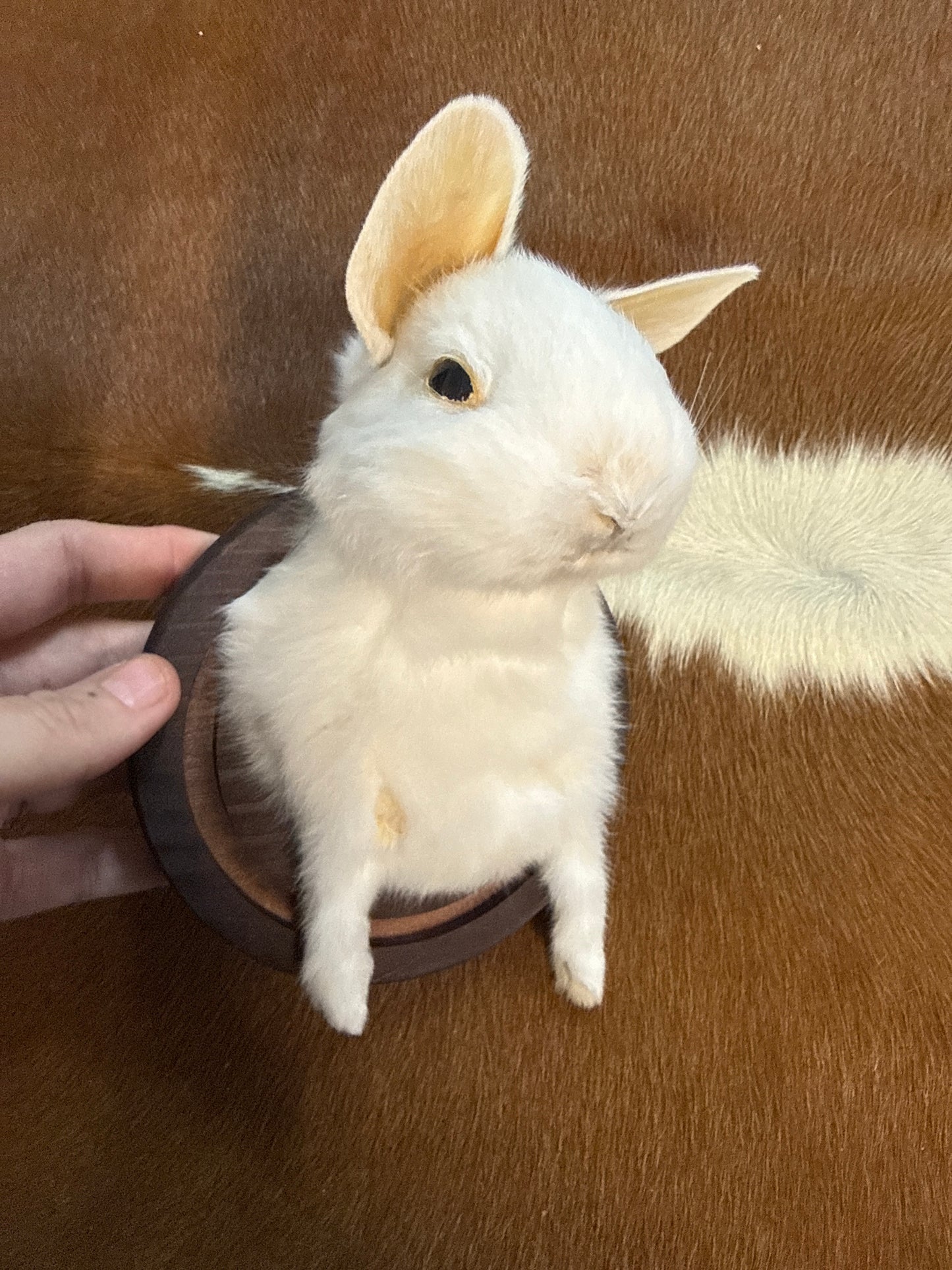 Bunny Bust Wall Mount 'Miyako'