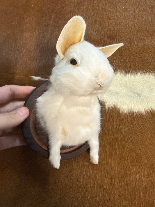 Bunny Bust Wall Mount 'Miyako'