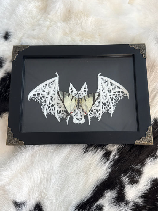 Graphium agetes Butterfly in a Frame