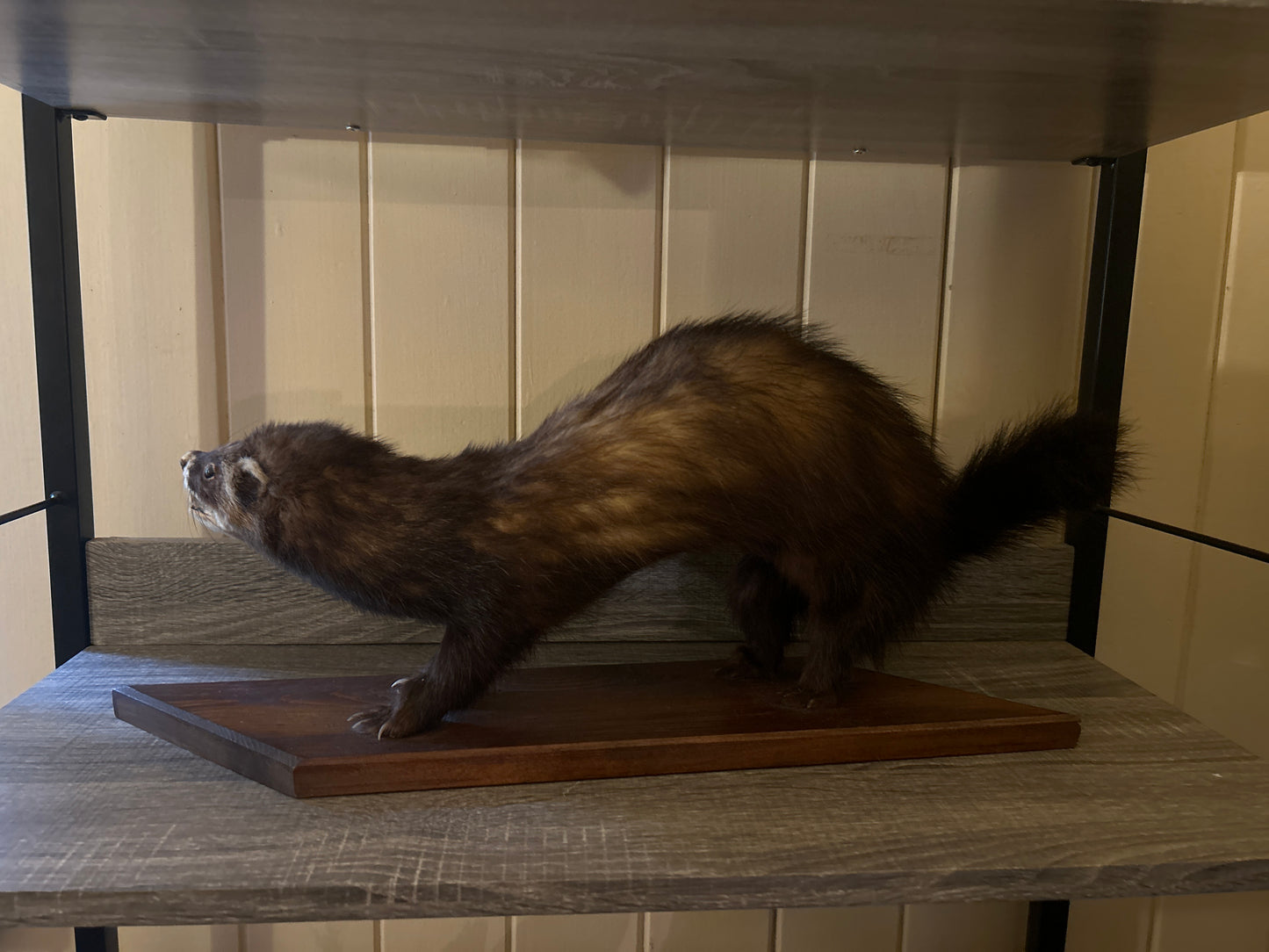 Ferret Taxidermy Mount