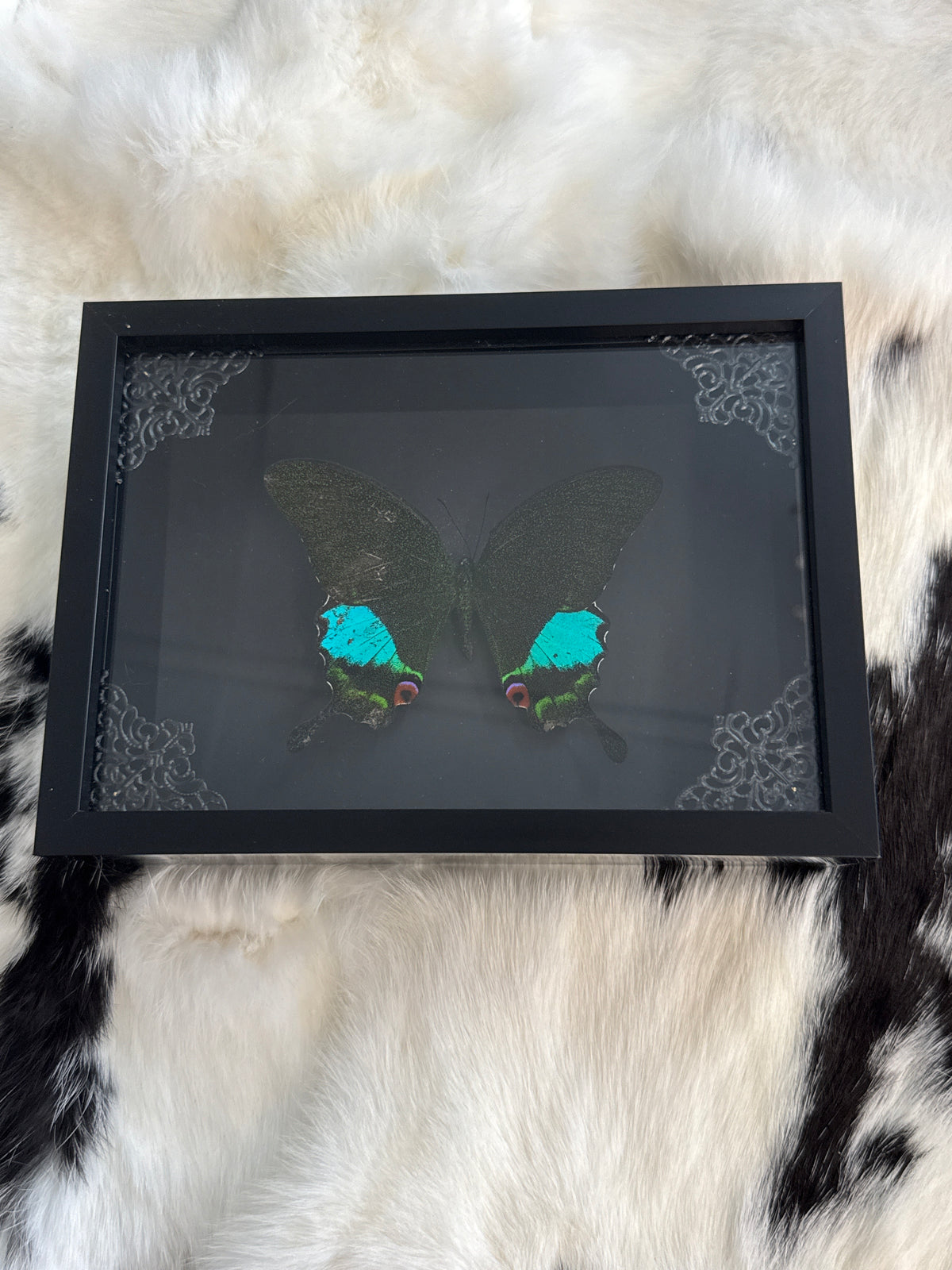 Papilio Paris Butterfly in a Frame