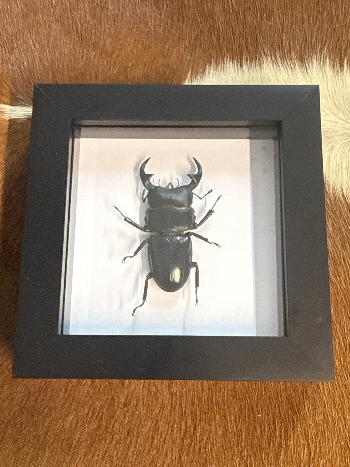 Dorcus ritesmae Beetle in a Frame