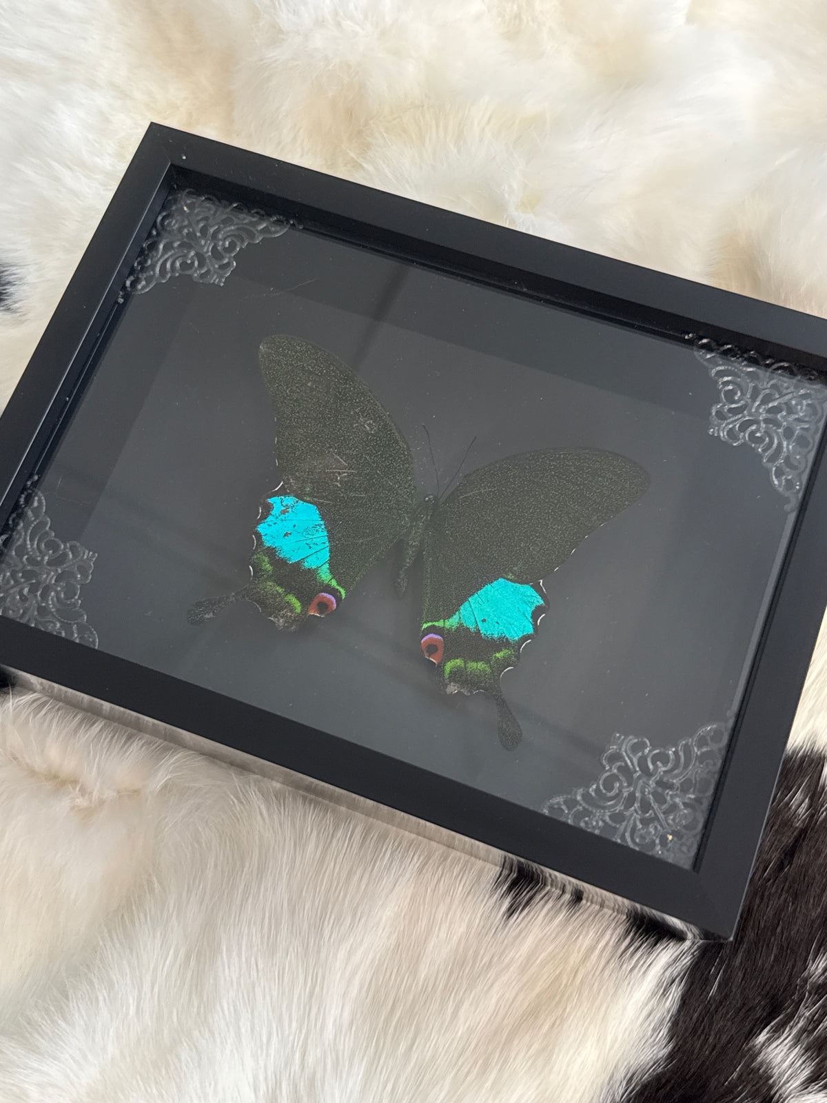 Papilio Paris Butterfly in a Frame