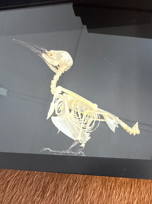 Blue Tailed Bee Eater (Merops philippinus javanicus) Bird Skeleton Frame
