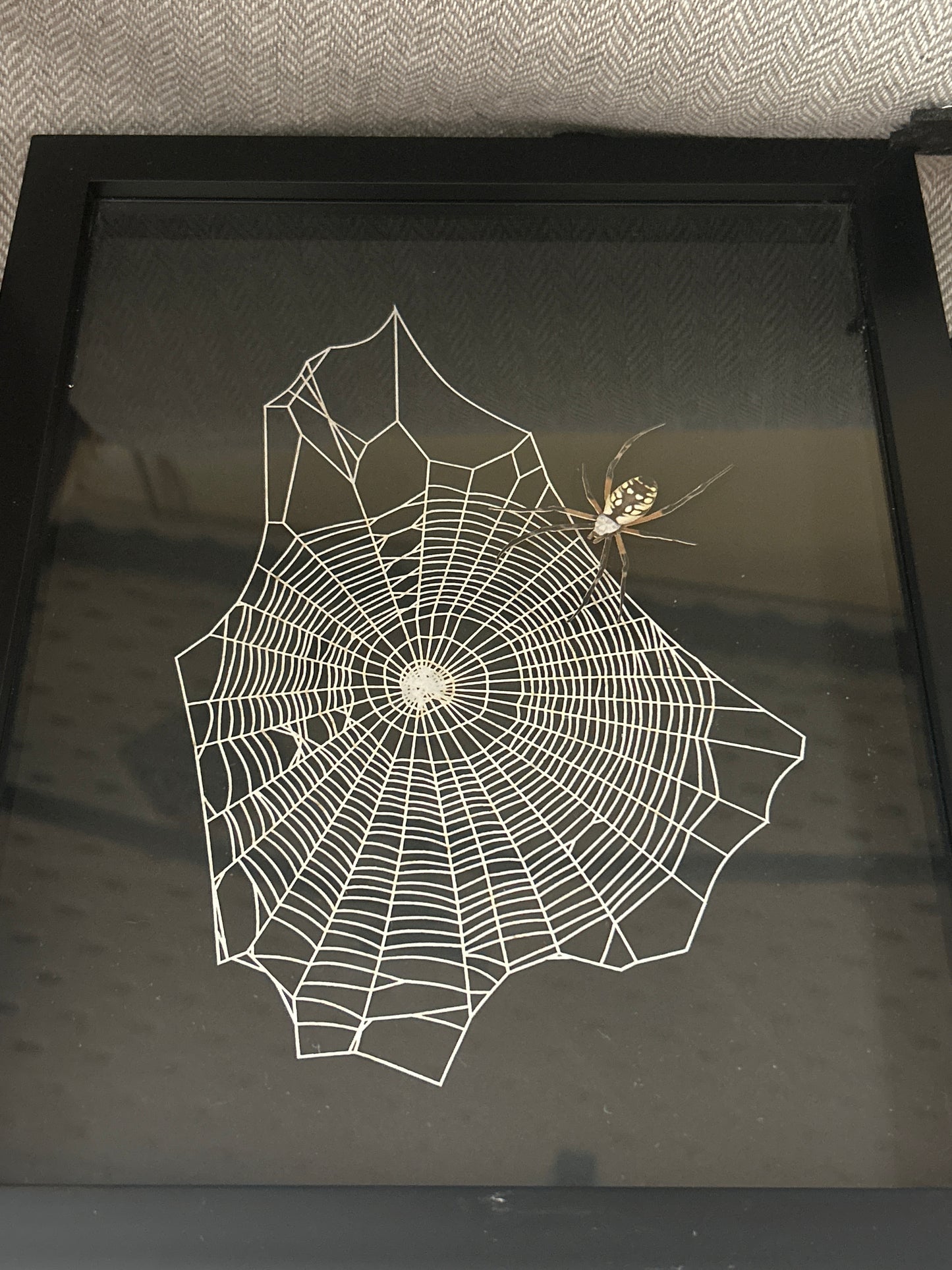 Replica Spider & Web in a Frame