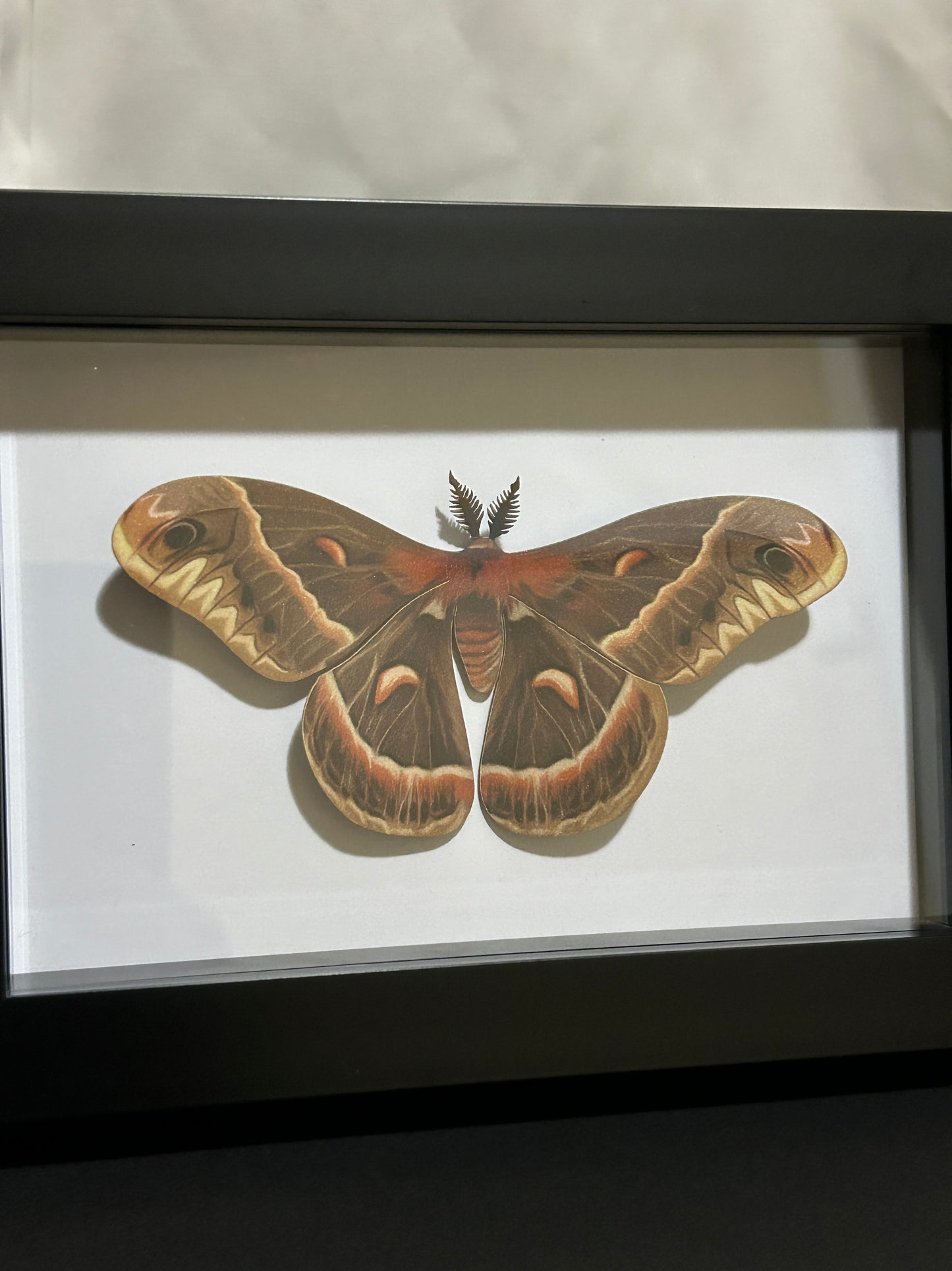 Replica Cecropia Moth (Hylaphora cecropia) in a Frame