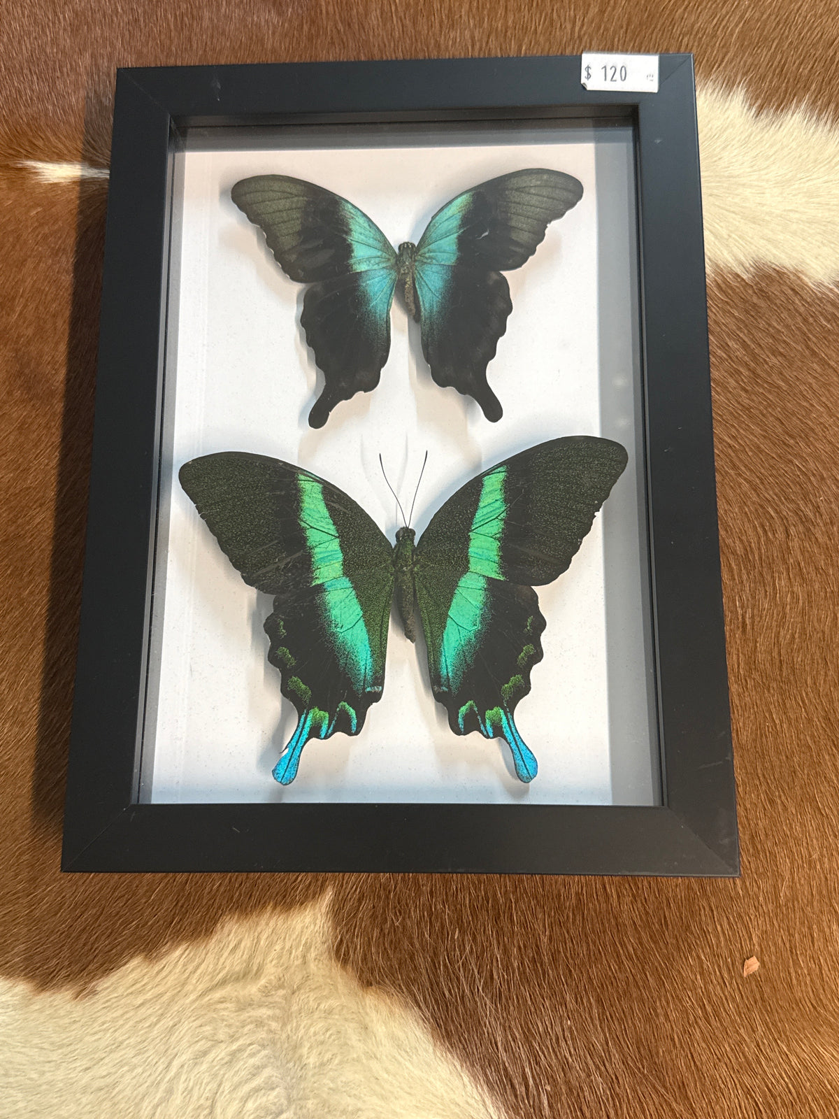 Papilio peranthus & Blumei Butterfly Duo Frame (Copy)