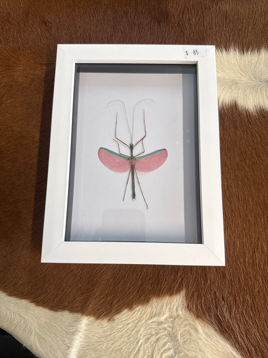 Pink Winged Stick Insect in a Frame