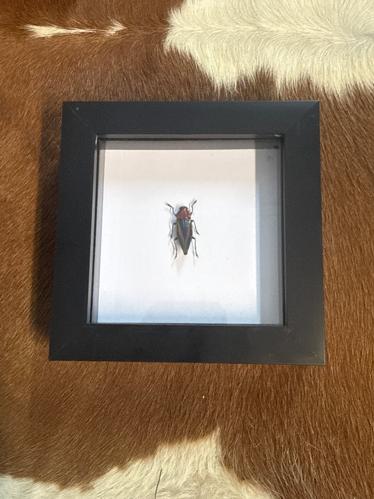 Cyphogastra Javanica Jewel Beetle in a Frame