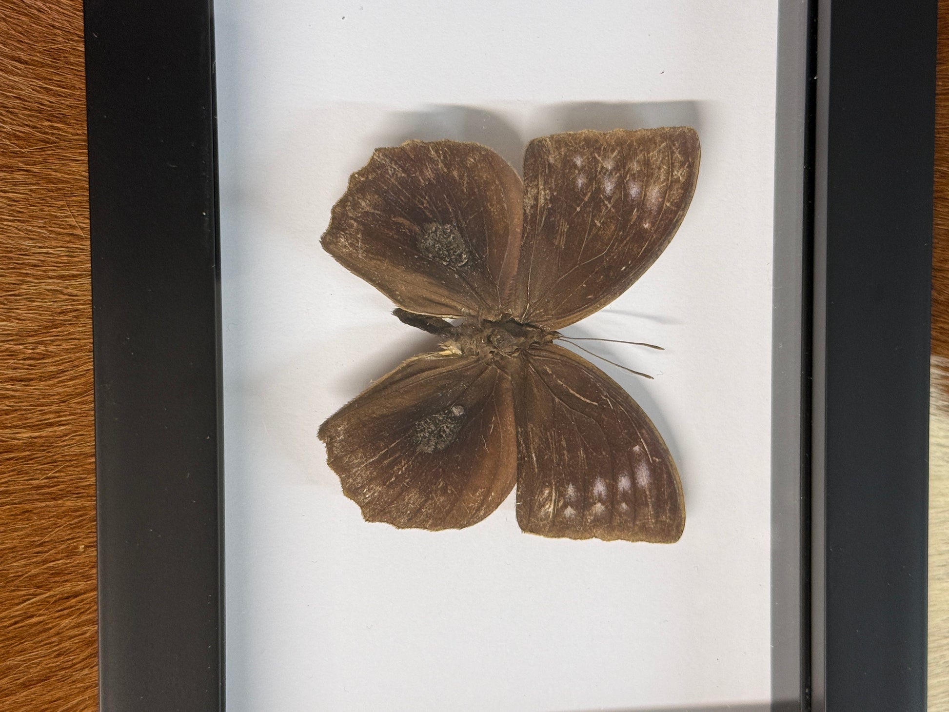 Butterfly frame - Pumpkin Cat Collectables