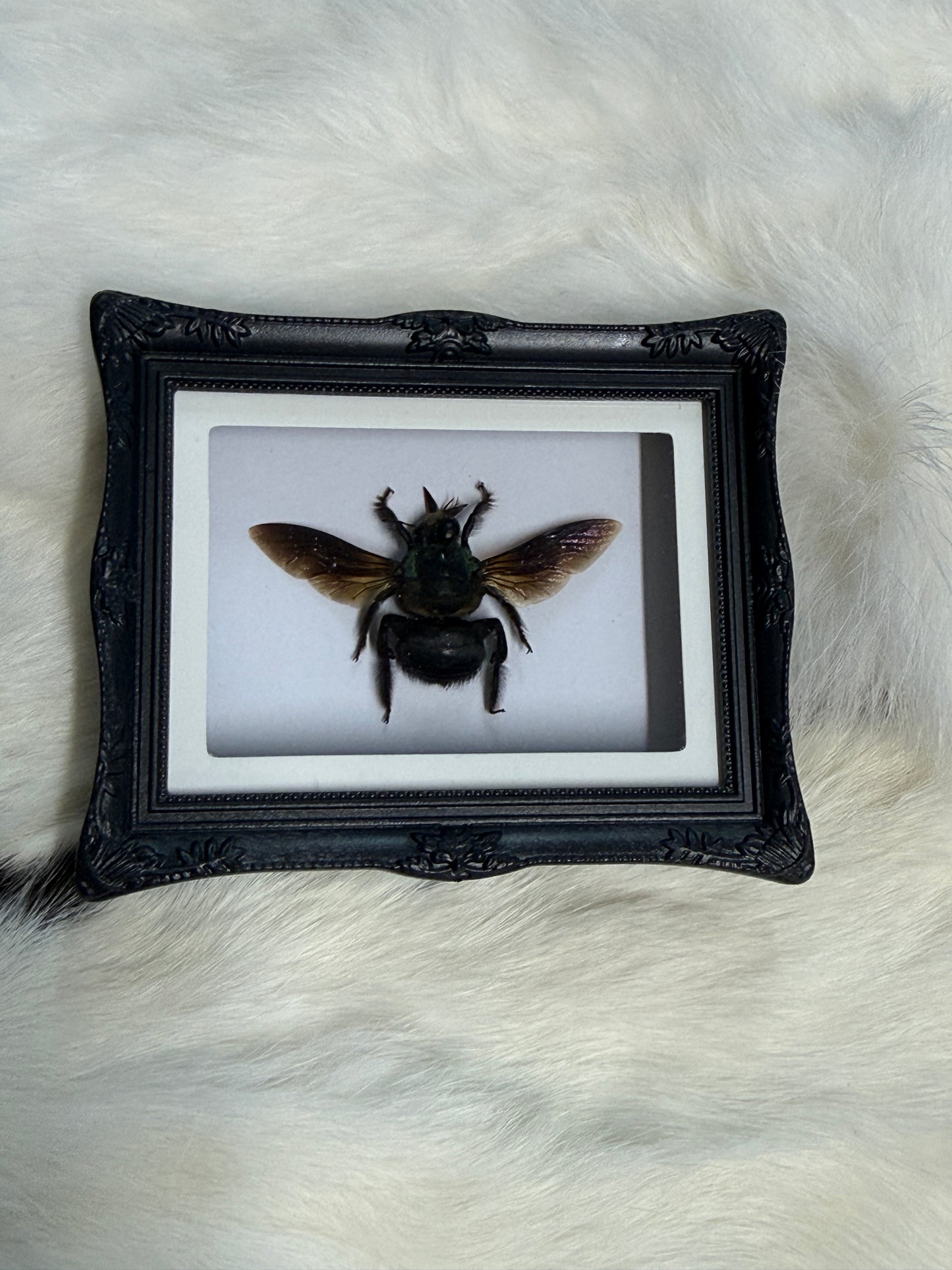 Bug Fridge Magnet Mini Frame - Pumpkin Cat Collectables