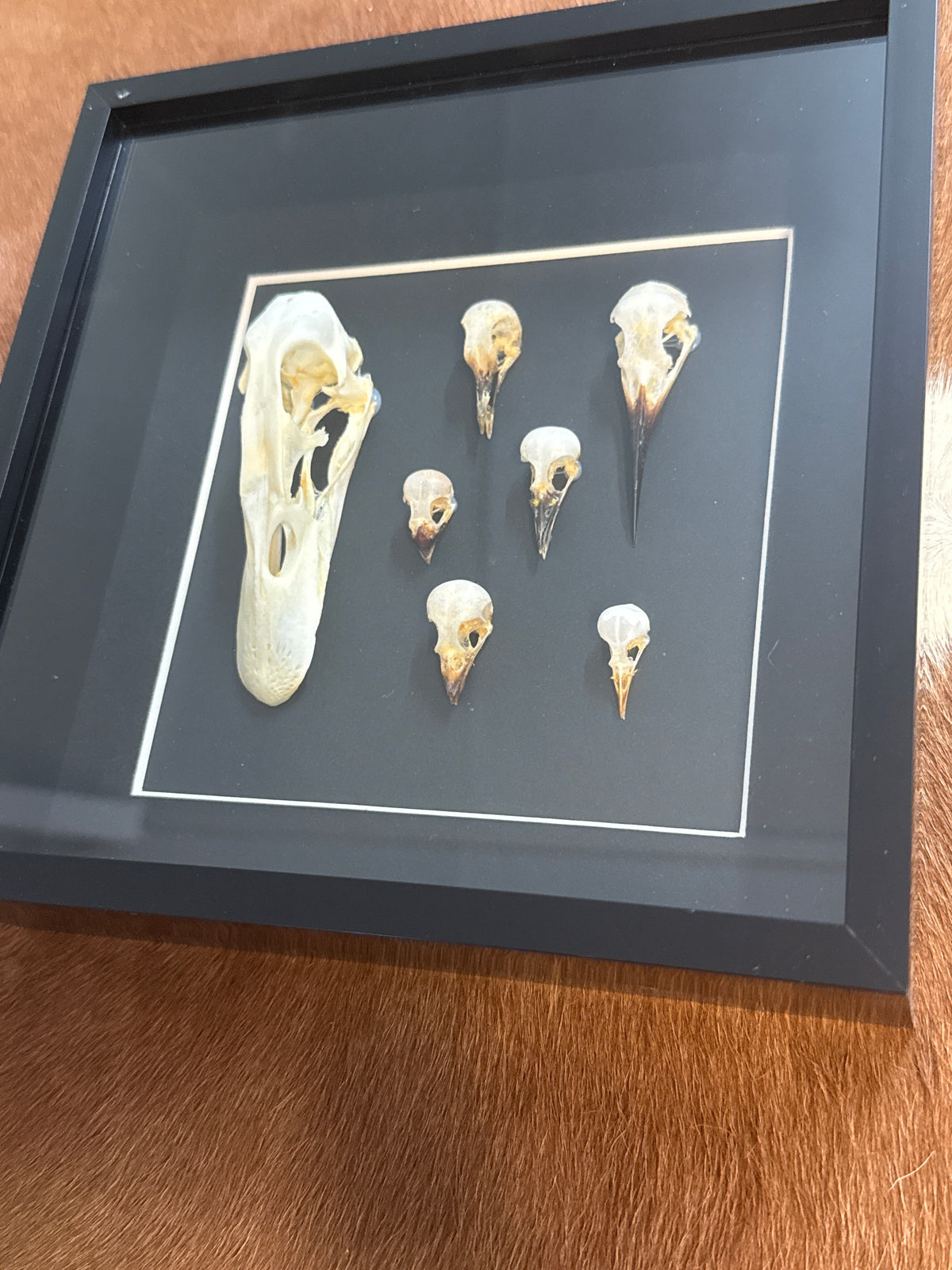 Bird Skulls in a Frame