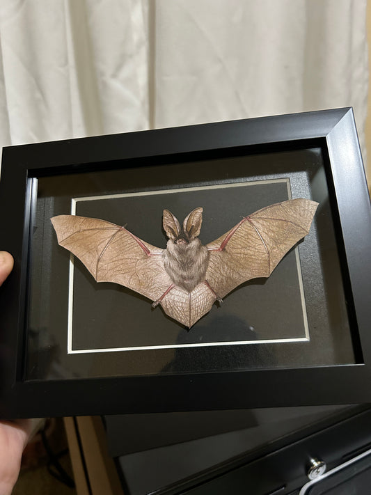Replica Brown Long-Eared Bat Frame