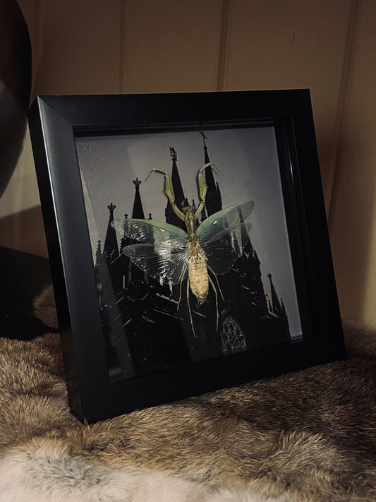 Praying Mantis Cathedral Frame