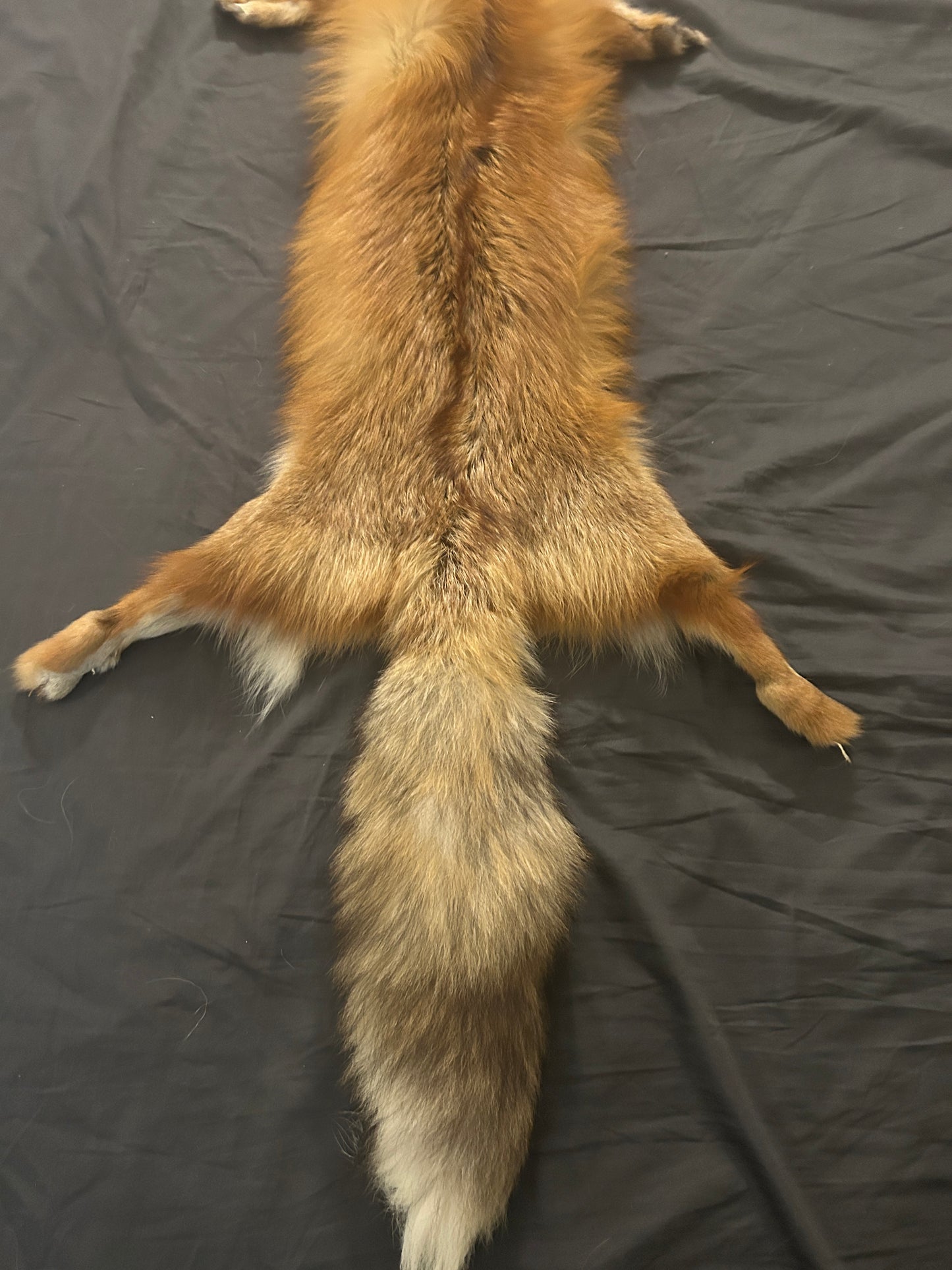 Red Fox Pelt Wallhanger